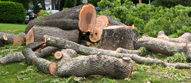 How Our Tree Care Process Works  in  Bigfoot, TX